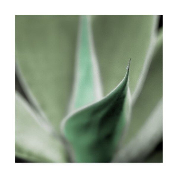 Alan Blaustein 'Agave #5' Canvas Art, 24x24, Trademark Fine Art, Mfr#: IC00087-C2424GG